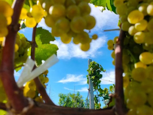 人間散落滴滴露，凝結（格瑞特）一個秋|白露