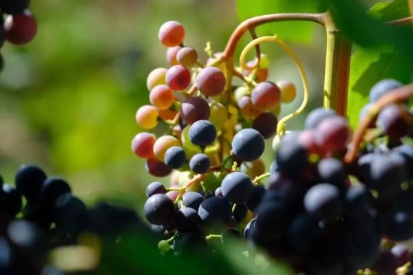 秋分|| 一斟一飲間，與格瑞特平分“秋”色