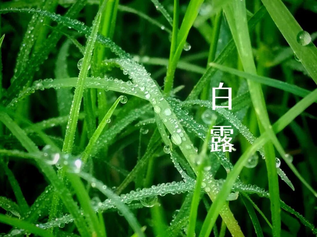 白露||霜凝秋意心自閑，歲月靜美福滿園