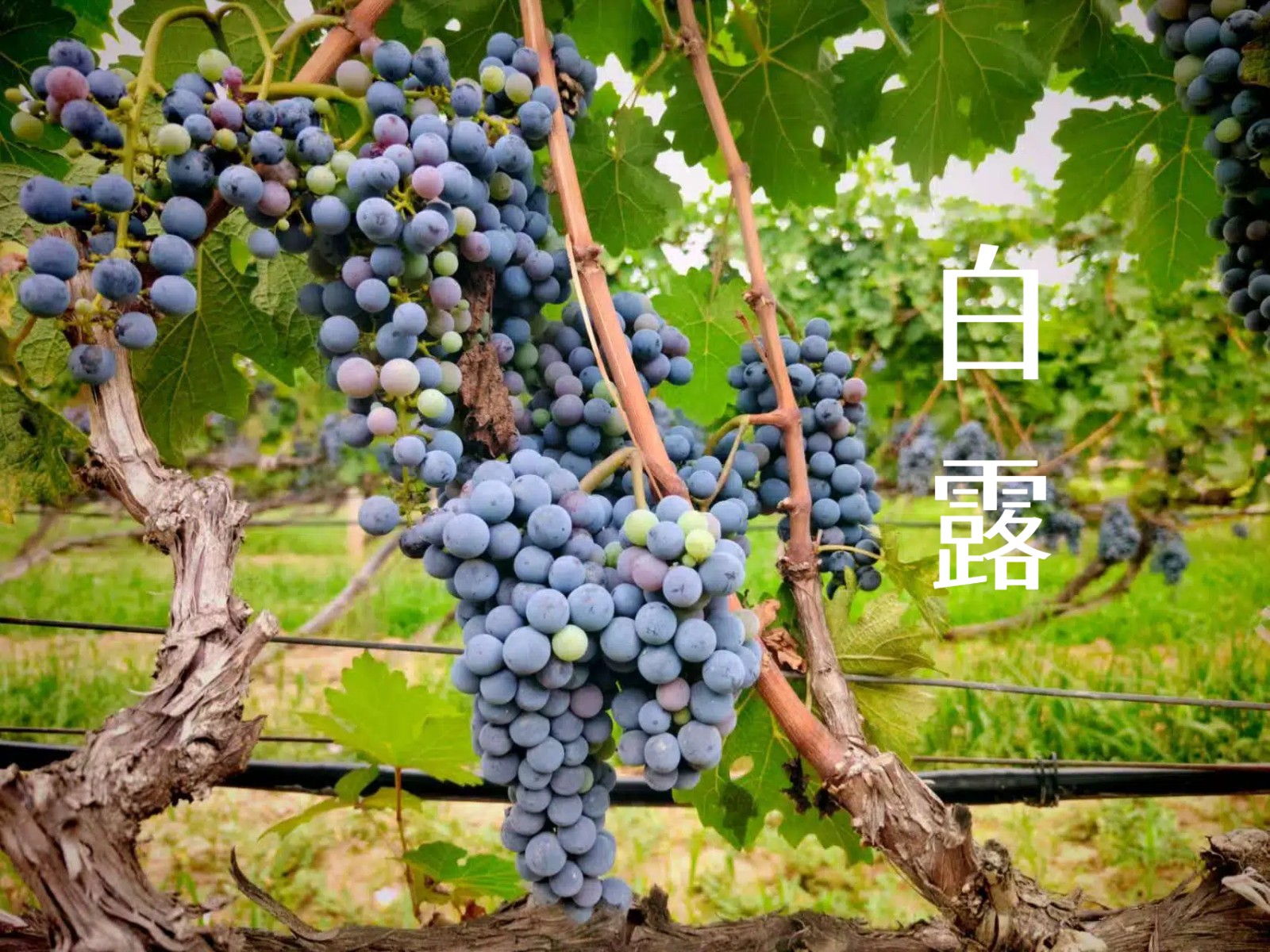 908529788458422524 (1).jpg